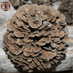 MAITAKE (Grifola Frondosa) mushroom extract
