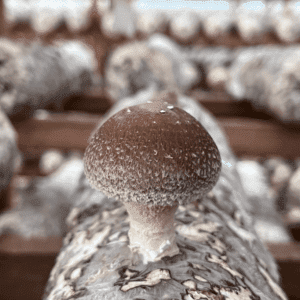 SHIITAKE (Lentinus Edodes) mushroom extract