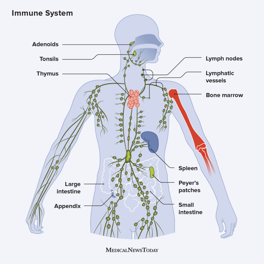 Leech Therapy Centre UK|Immune system